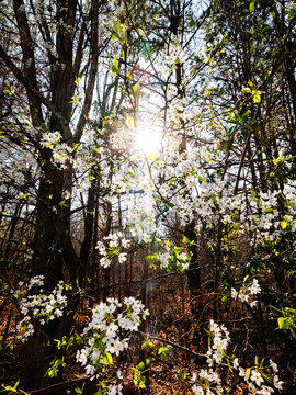 Spring in Virginia 2026