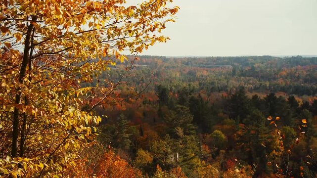 Golden autumn leaves blowing in the wind with panoramic forest view, cinematic landscape of rolling hills and colorful fall trees in a vast valley