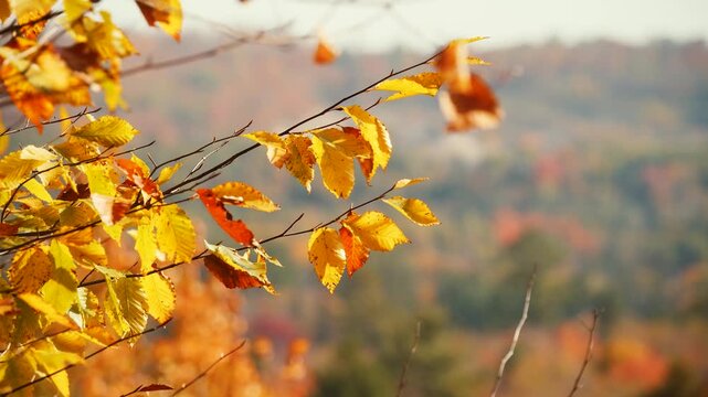 Golden autumn leaves swaying in the wind on tree branches, cinematic close up of fall foliage with blurred forest landscape background, windy nature video