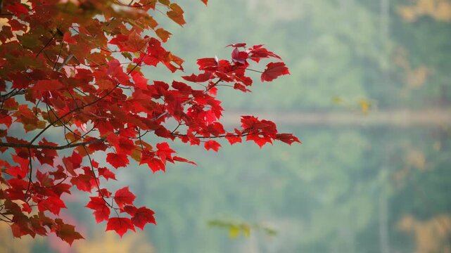 Vibrant red autumn maple leaves on branch with gentle water movement on lake background, calm fall nature scene in forest, static close up with soft bokeh