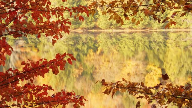 Close up of red maple leaves in autumn with blurred lake reflection, vibrant fall foliage on branches, scenic seasonal nature background in forest