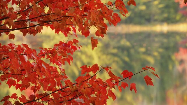 Close up of red maple leaves in autumn with blurred lake reflection, vibrant fall foliage on branches, scenic seasonal nature background in forest