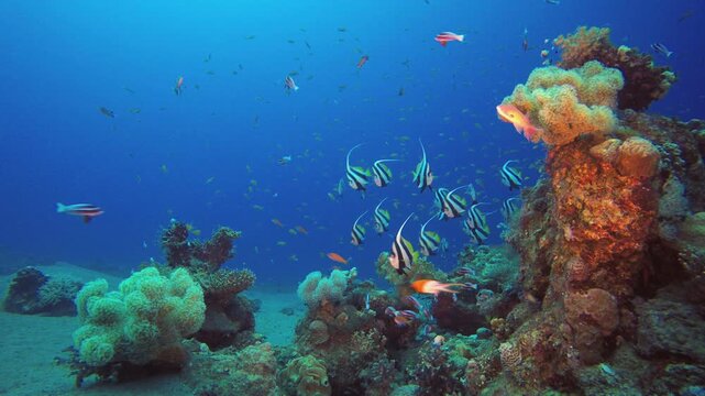Reef Underwater Coral Garden Bannerfish. Tropical fish reef marine. Soft-hard corals seascape. Vibrant coral garden. Reef coral scene. Beautiful soft coral. Sea reef.