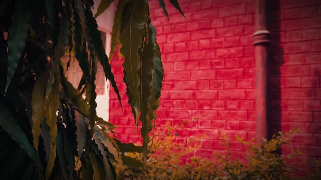 Green Leaves Against Red Brick Wall with Drainpipe Urban Nature Background Texture