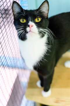 Handome Cat With Beautiful Golden Eyes