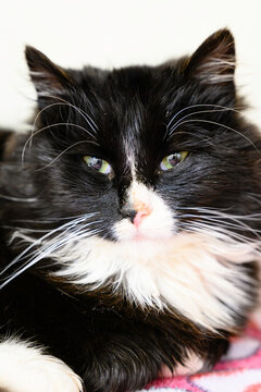 Beautiful Cat