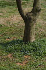 Fototapeta premium Persian speedwell blooming under a tree in a spring garden