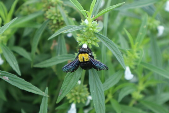 a tropical carpenter bee is foraging on the small white flowers of a cluster of a weed in a vacant lot