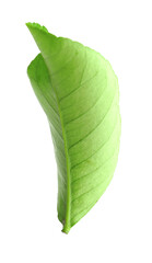 Obraz premium Fresh green leaf of citrus plant isolated on white