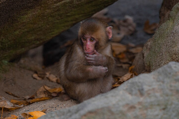 高崎山自然動物園のニホンザル