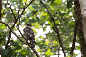 A Crested Serpent Eagle sitting on a dry wooden branch amidst a lush green forest background. It highlighting its sharp yellow eyes and intricate plumage patterns.