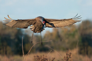 Fototapeta premium A sandhill crane (Antigone canadensis or Grus canadensis) fans out its wings and prepares to land in Florida.