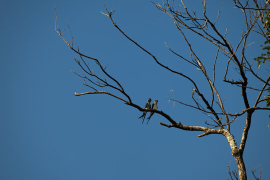 A pair of Crested treeswifts perched on a dry branch against a clear blue sky. A high angle shot with characteristic long wings and crested heads against a vibrant, cloudless blue sky.
