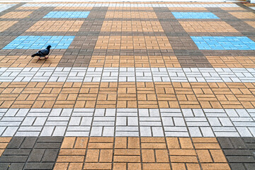 Lone pigeon walking on a colorful geometric patterned pavement in a city square. The ground consists of beige, brown, white, and blue paving stones arranged in a repeating rectangular design. © sirawut