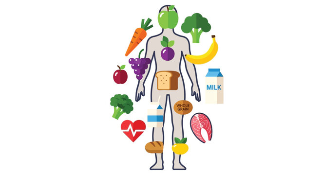 Vector illustration showing essential food groups and nutrients surrounding a simplified human body outline