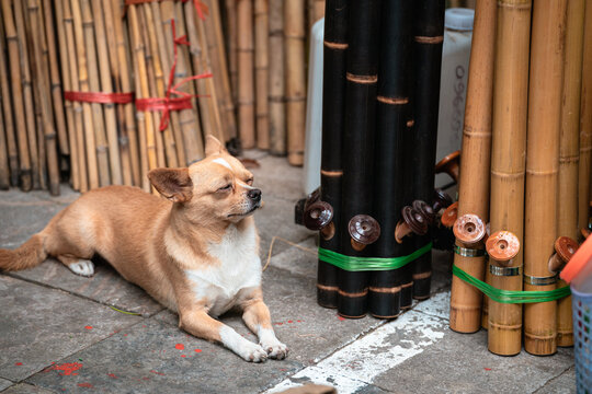 Dog Sleeping by Vietnamese Bongs  Điếu C&agrave;y, Hanoi Vietnam
