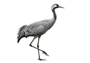 Fototapeta premium A common crane bird with detailed slate-gray feathers, long black neck, and crimson crown is captured mid-stride in profile against a shadowless white studio background, conveying definitive