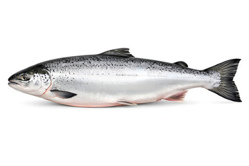 Obraz premium Fresh salmon fish on white background raw seafood ready for cooking or market sale healthy food concept with silver and black scales