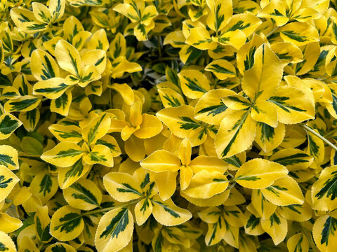 Spindle Euonymus fortunei or Emerald 'n' Gold