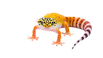 Captivating Leopard Gecko With Vibrant Orange and Yellow Markings on a Clean White Background