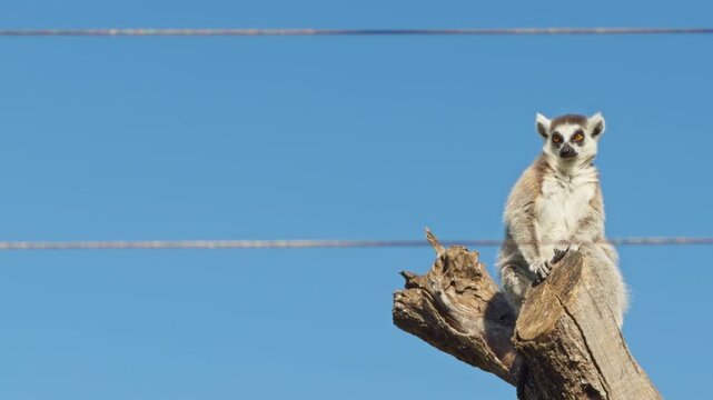 Portrait of a Ring Tailed Lemur Sitting on a Dry Wood Branch in a Zoo