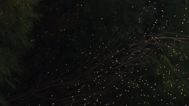 Swarm of Tiny Flies Flying and Hovering in the Air in a Natural Environment