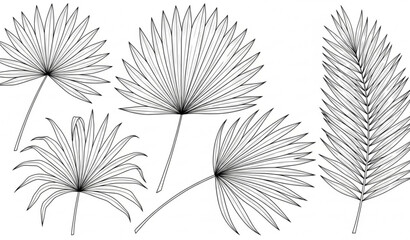 Hand drawn palm set leaf botanical outline illustration isolated on transparent background © MDRahul