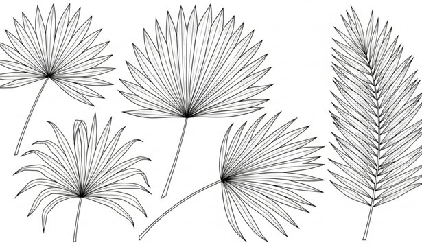 Hand drawn palm set leaf botanical outline illustration isolated on transparent background