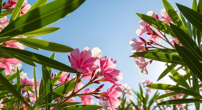 Professional stock photograph of adelfa Nerium oleander blooming in a Mediterranean garden environment