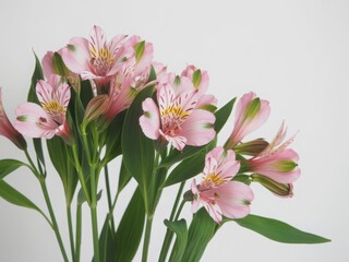 Obraz premium A vibrant bouquet of pink flowers with green leaves in a white vase. isolated on white background