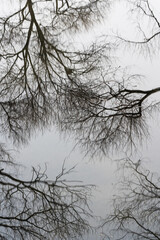 Obraz premium reflection of trees in water