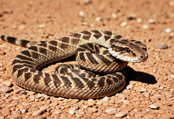 Fototapeta premium Coiled Diamondback rattlesnake preparing to attack, desert floor