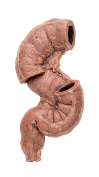 Anatomical human sigmoid colon model with mesenteric blood vessels PNG