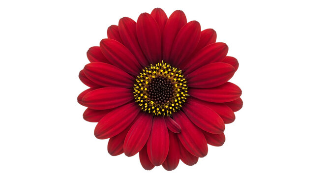 Vibrant red gerbera daisy isolated on transparent background