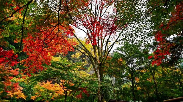 自然のパレット、日本の秋を象徴する多色使いの紅葉風景
「秋に包まれる、至福のひととき。見上げる空を染め上げる、自然の万華鏡。」
宮崎県高千穂峡
A palette of nature, a multi-colored autumn landscape symbolizing Japanese autumn