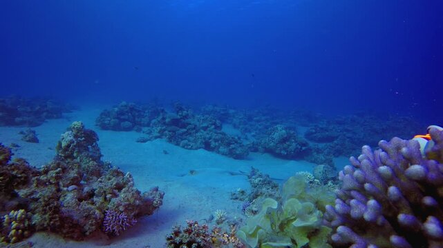 Underwater Ray Fish Coral Reef. Tropical blue sea water. Coral garden seascape. Sea waves. Underwater world life. Tropical underwater seascape. Reef coral scene.