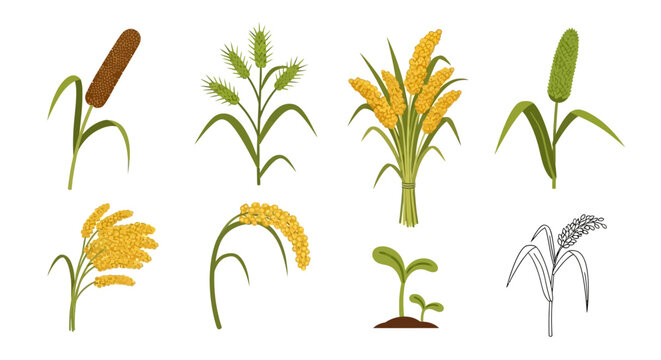 Set of various millet plant illustrations including pearl millet, finger millet, and foxtail millet on white background for agricultural and food design projects.