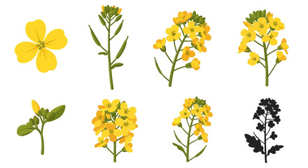 Obraz premium Yellow Mustard Flower Vector Illustration Set: Canola Rapeseed Botanical Elements with Blossoms, Stems, and Silhouette for Agriculture and Nature Graphic Arts.