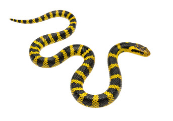 Colorful Black and Yellow Snake Slithering on White Background