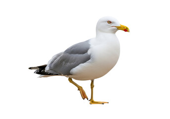 Fototapeta premium Elegant seagull standing on one leg with a white and gray feathered body