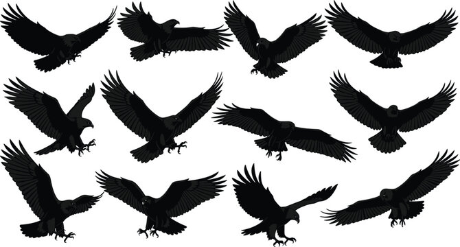 Eagle silhouette vector set, flying hawk collection, black predatory bird icons, soaring falcon shapes, isolated wildlife graphics on white background.