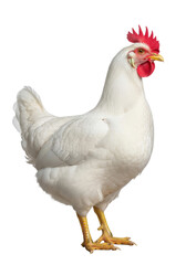 Fototapeta premium A magnificent adult domestic chicken standing in elegant full profile, exhibiting transparent plumage, vivid red comb and wattles, professionally isolated on a high-key studio background concept of