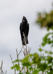 Fototapeta premium A striking black raven perched atop a leafless branch, singing beautifully against a cloudy sky, showcasing the essence of nature and wildlife in its raw form.