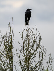 Fototapeta premium This image reveals a bold bird poised on a treetop, accentuating the vastness of its surroundings while celebrating the majestic connection between wildlife and nature.