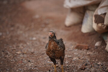 free range chicken © BOONSOM