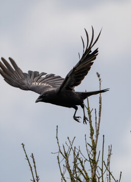 A stunning black crow soaring gracefully through the sky, showcasing its impressive wingspan as it takes off from a tree against a beautiful cloudy background.