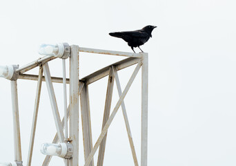 Fototapeta premium A solitary black bird perches elegantly on a rusty metallic structure against a bright white sky, emphasizing its bold presence and beauty in a minimalist environment.