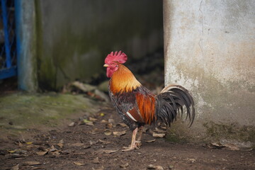 rooster in the farm © BOONSOM