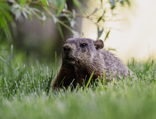 Fototapeta premium A marmot rests peacefully on a bed of lush green grass, conveying a sense of calm and serenity in nature, perfect for wildlife lovers and enthusiasts in outdoor photography.