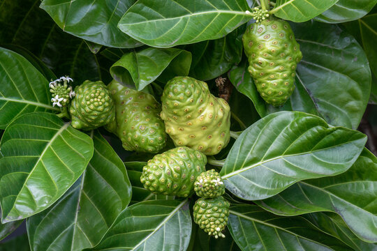 Fruit of the noni plant (Morinda citrifolia), growing on the Big Island of Hawaii. 
